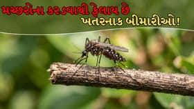 મચ્છરોના કરડવાથી ફેલાય છે આ 5 ખતરનાક બીમારીઓ!