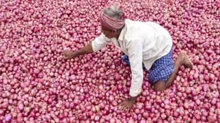 Breaking News: ડુંગળીના ખેડૂતો માટે સરકારનો મોટો નિર્ણય, હવે ₹12.35 પ્રતિ કિલોના દરે ડુંગળીની ખરીદી શરૂ કરશે NAFED
