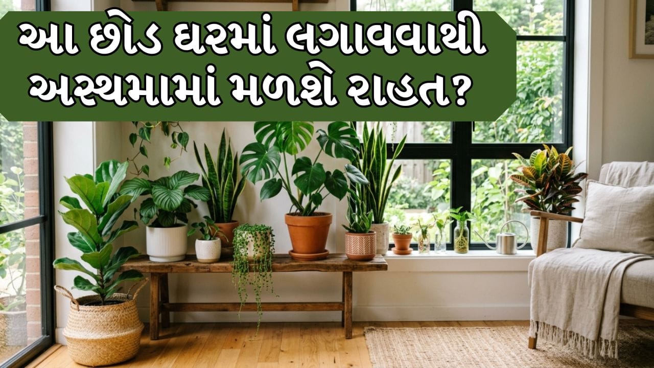 Health Tips : આ 5 છોડ ઘરમાં લગાવવાથી મળશે અસ્થમામાં રાહત, જાણો શું કે છે નિષ્ણાતો!