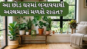 Health Tips : આ 5 છોડ ઘરમાં લગાવવાથી મળશે અસ્થમામાં રાહત!