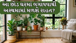 Health Tips : આ 5 છોડ ઘરમાં લગાવવાથી મળશે અસ્થમામાં રાહત, જાણો શું કે છે નિષ્ણાતો!