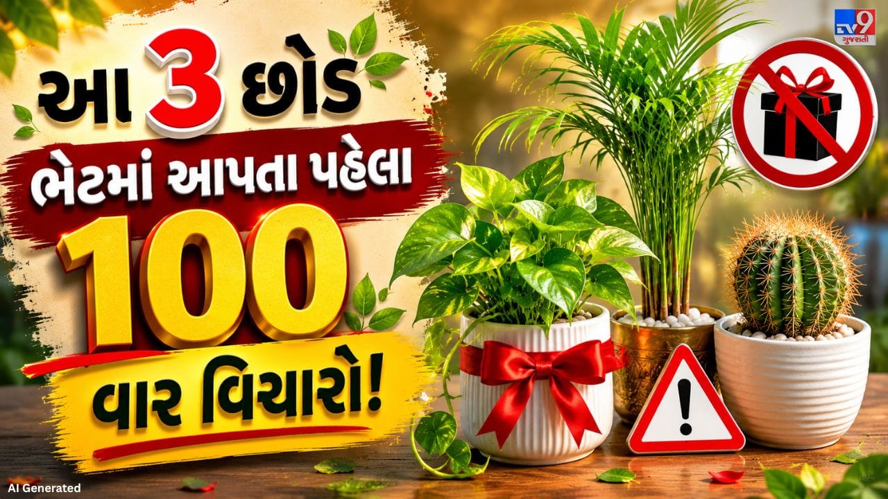 આજના સમયમાં લોકો ખાસ પ્રસંગોએ છોડ ભેટમાં આપવાનું પસંદ કરે છે. છોડ ઘરની સુંદરતા વધારવાની સાથે સકારાત્મક વાતાવરણ બનાવવામાં પણ મદદ કરે છે. તેથી ઘણા લોકો પોતાના સ્નેહીજનોને શુભેચ્છા રૂપે છોડ ભેટમાં આપે છે.