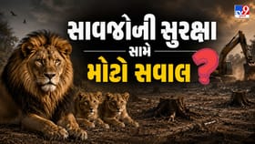 સિંહપ્રેમીઓનો હૂંકાર : 