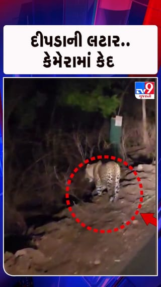 રસ્તા પર દીપડાની લટારથી સ્થાનિક વાહનચાલકોમાં ફફડાટ