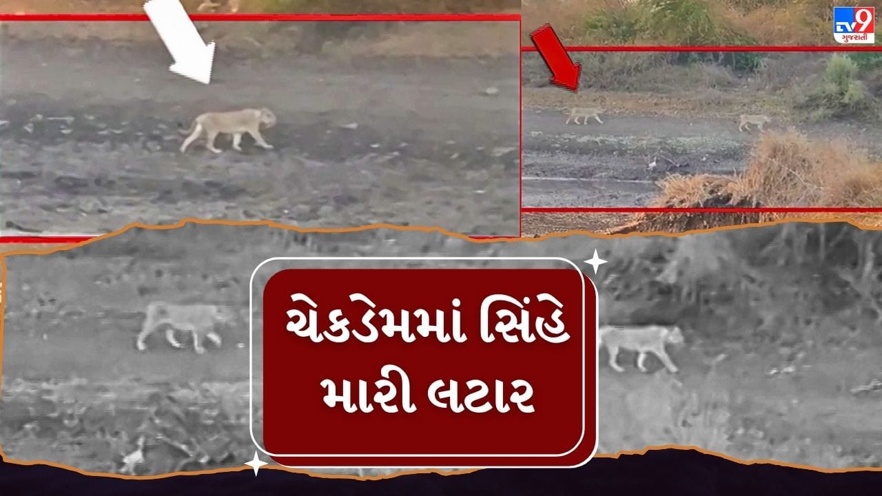 રાજકોટ જિલ્લાના ધોરાજી તાલુકાના ફરેણી ગામ નજીક બે સિંહોની લટાર, ખેડૂતો અને પશુપાલકો ચિંતિત, જુઓ Video