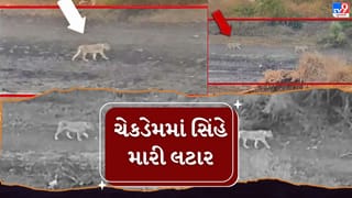 રાજકોટ જિલ્લાના ધોરાજી તાલુકાના ફરેણી ગામ નજીક બે સિંહોની લટાર, ખેડૂતો અને પશુપાલકો ચિંતિત, જુઓ Video