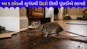 ઉંદરો ભગાડવાની નવી ટેકનિક! આજે જ અપનાવો આ 'કુદરતી રીત'