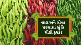 લીલું કે લાલ મરચું? સ્વાદ સાથે હેલ્થ માટે કયું છે વધુ બેસ્ટ?