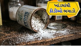 હવે ખાંડ ફેંકવાની જરૂર નહીં! કીડીઓને દૂર કરવાની સૌથી સરળ રીતો