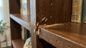 Termite Removal Tips : ફર્નિચરમાંથી ઉધઈ દૂર કરવાની 5 સરળ રીત જાણો!