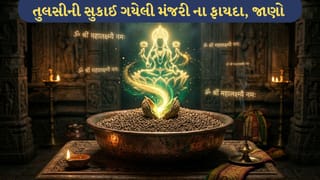 આ જગ્યાએ રાખતા જ બદલાઈ જશે તમારી કિસ્મત : તુલસીની સુકાઈ ગયેલી મંજરી ફેંકવાની ભૂલ ન કરતા!