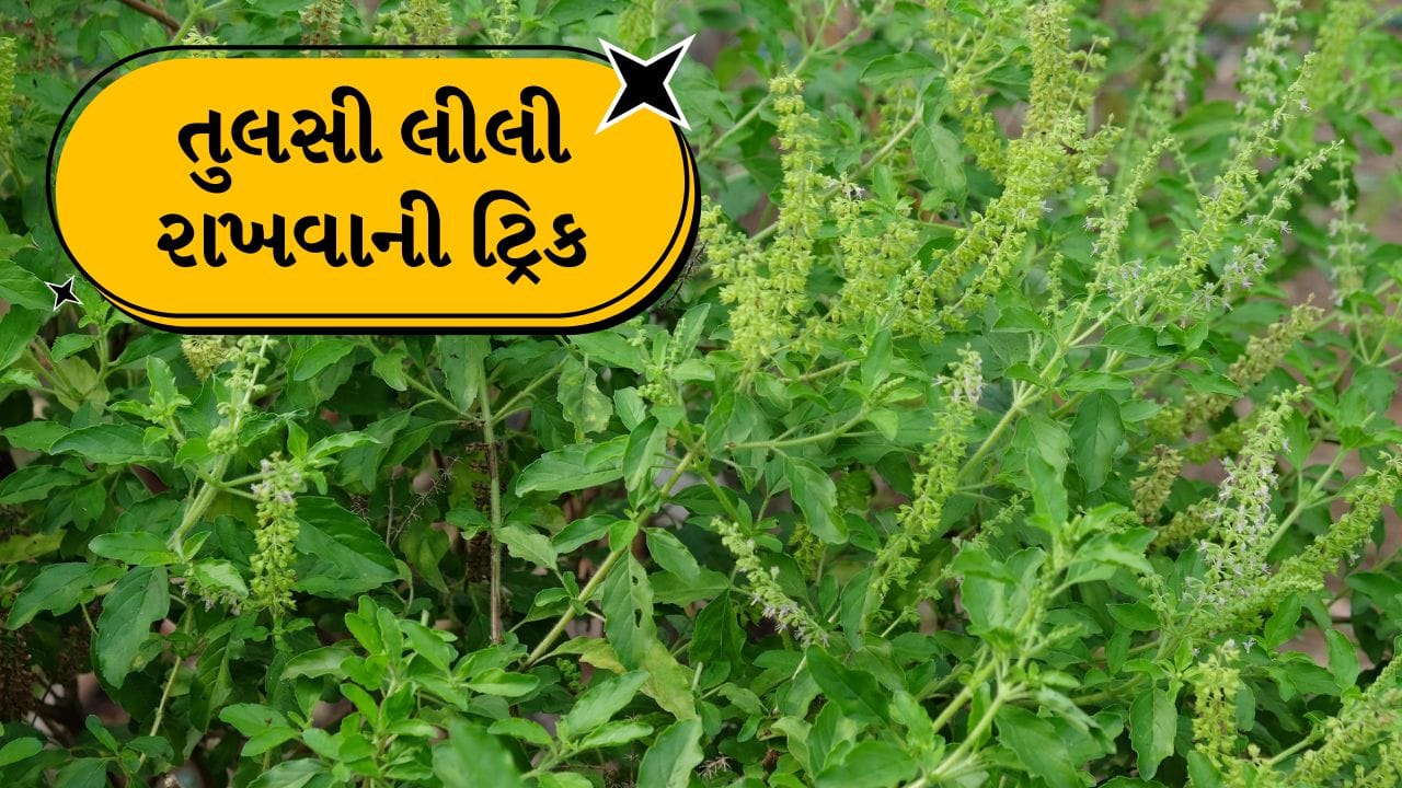 Tulsi Plant Care: ભારતીય ઘરોમાં તુલસીનો છોડ ફક્ત એક છોડ નથી; તેને શાંતિ, ખુશી અને સકારાત્મકતાનું પ્રતીક માનવામાં આવે છે. ઘણા પરિવારોમાં દરરોજ સવારે અને સાંજે તુલસીના છોડને દીવો પ્રગટાવવો અને પાણી આપવું એ રોજિંદી પરંપરા છે. આ જ કારણ છે કે જ્યારે તુલસીનો છોડ સુકાઈ જવા લાગે છે ત્યારે લોકો ચિંતિત થઈ જાય છે. 
