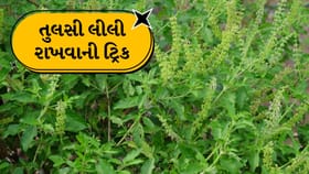 તુલસી કેમ સુકાઈ જાય છે? સૂર્યપ્રકાશથી લઈને પાણી સુધીની મહત્વની ટિપ્સ