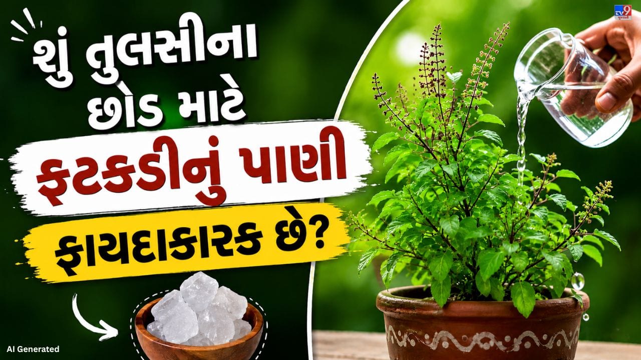 તુલસીનો છોડ ધાર્મિક મહત્વ સાથે અનેક ઔષધીય ગુણો ધરાવે છે. તેનો સારી રીતે વિકાસ અને જંતુઓથી બચાવવા લોકો ઘણા ઘરેલું ઉપાયો કરે છે, જેમાં ફટકડીનું પાણી પણ સામેલ છે. પરંતુ શું તુલસીમાં ફટકડીનું પાણી નાખવું ફાયદાકારક છે? ચાલો તેની અસર વિશે જાણીએ.