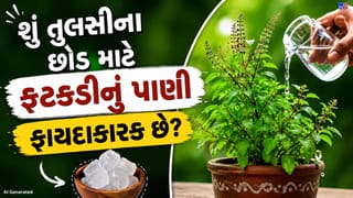 તુલસીના છોડમાં ફટકડીનું પાણી નાખવાથી શું થાય છે ? જાણો ચોંકાવનારા ફાયદા