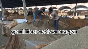 યુદ્ધની સ્થિતિ વચ્ચે નિકાસ અટકી જતા જીરુના ભાવ તૂટ્યા- Video