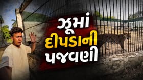 વડોદરાના સયાજીબાગ ઝૂની સુરક્ષા સામે ઊભા થયા ગંભીર પ્રશ્નો
