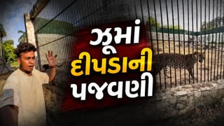 ઝૂમાં દીપડાની પજવણીનો વીડિયો વાયરલ, વડોદરાના સયાજીબાગ ઝૂની સુરક્ષા સામે ઊભા થયા ગંભીર પ્રશ્નો