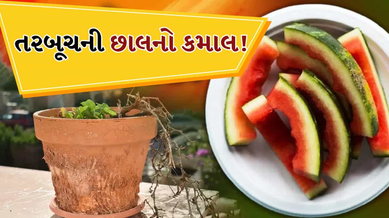 Watermelon Peel Fertilizer : તરબૂચની છાલમાંથી ખાતર બનાવો, ઉનાળામાં પણ છોડ રહેશે લીલો