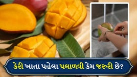 Mango Eating Tips: કેરી ખાતા પહેલા તેને પલાળી રાખવી કેમ મહત્વપૂર્ણ છે?