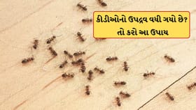 ગરમીમા કીડીઓનો ઉપદ્રવ વધી ગયો છે? ઘરમાંથી ભગાવવા કરો આ ઉપાય