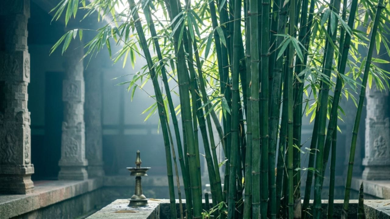 વાંસ (Bamboo) - વાંસનો છોડ જમીનની નીચે ખૂબ જ ઝડપથી ફેલાય છે. તેની જડો એટલી શક્તિશાળી હોય છે કે તે કંક્રીટની સપાટી, આંગણું કે ઘરના પાયાની નીચે સુધી પહોંચી જાય છે. ખાસ કરીને 'રનિંગ બેમ્બૂ'ની પ્રજાતિઓ જમીનની નીચે એટલી ઝડપથી આગળ વધે છે કે તે બાજુના પ્લોટમાં ઘૂસી જાય છે, પાઇપલાઇન તોડી નાખે છે અને ફ્લોરિંગમાં મોટી તિરાડો પાડી દે છે. એકવાર આ છોડ જમીનમાં પકડ જમાવી લે, પછી તેને હટાવવો અશક્ય બની જાય છે.