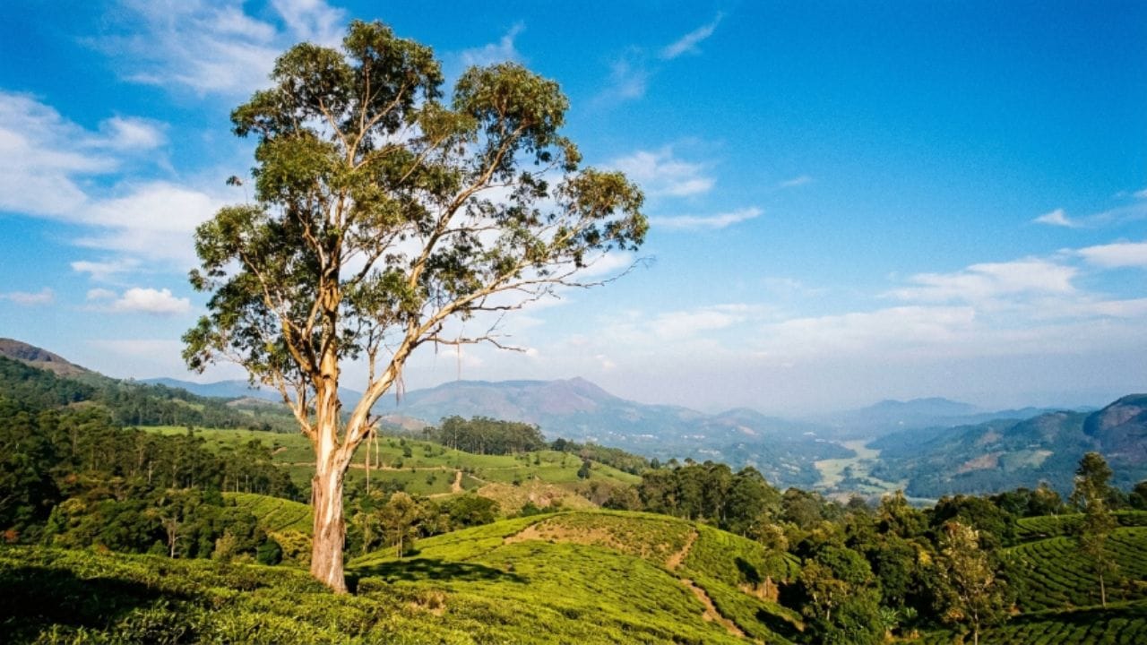 યુકેલિપ્ટસ (Nilgiri) - આ વૃક્ષ પોતાની ઊંડી જડોના કારણે જમીનની અંદર રહેલું તમામ પાણી ખૂબ જ ઝડપથી સોષી લે છે. જો તેને ઘરની નજીક કે બોરવેલની આસપાસ વાવવામાં આવે, તો તે ધીમે-ધીમે ભૂગર્ભ જળનું સ્તર ઘટાડી નાખે છે. એટલું જ નહીં, આ વૃક્ષ માટીમાં એવા કુદરતી કેમિકલ છોડે છે જેનાથી આસપાસના બીજા પાક કે ફળના ઝાડ સુકાવા લાગે છે અને જમીનની ફળદ્રુપતા ખતમ થઈ જાય છે.
