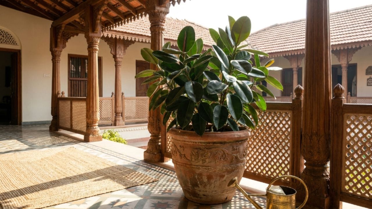 રબર પ્લાન્ટ (Rubber Plant) - આ છોડના મૂળ પણ ખૂબ જાડા અને અતિશય મજબૂત હોય છે. તે જમીનમાં એટલી જગ્યા રોકી લે છે કે આસપાસના બીજા કોઈ પણ છોડને તે જીવવા નથી દેતો. જો આ ઘરની એકદમ નજીક મોટો થઈ જાય, તો પાછળથી તેને મૂળમાંથી કાઢવો મોટો માથાનો દુખાવો બની જાય છે.