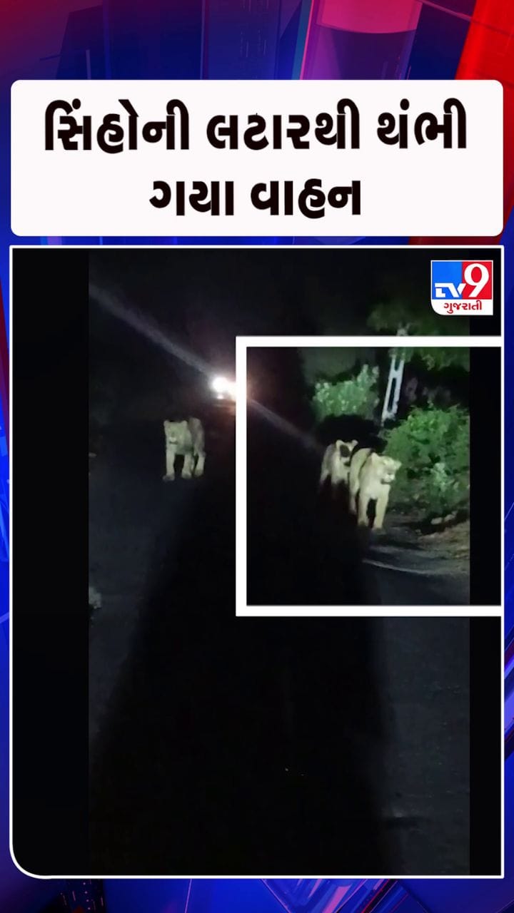 4 સિંહોના ટોળાનો વીડિયો વાયરલ
