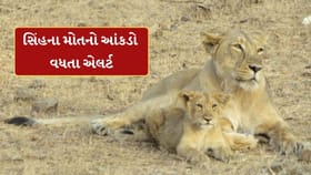 સિંહબાળના મોતનો આંકડો વધતા વન વિભાગ એલર્ટ, વનતારાની ટીમ પણ પહોંચી