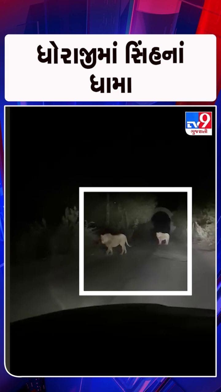 વાહન ચાલકે કેમેરામાં કેદ કર્યો સિંહની લટારનો વીડિયો