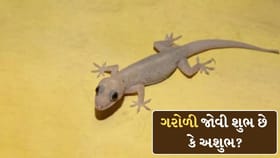 ગરોળી જોવી નાણાકીય લાભ લાવે છે કે પરેશાની? જાણો વાસ્તુ નિયમ