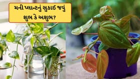 ઘરમાં અચાનક મની પ્લાન્ટનું સુકાઈ જવું શુભ કે અશુભ? જાણો વાસ્તુ નિયમ