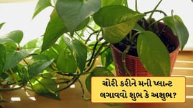ચોરી કરીને લગાવેલો મની પ્લાન્ટ શું ખરેખર ઘરમાં સમુદ્ધિ લાવે છે? જાણો