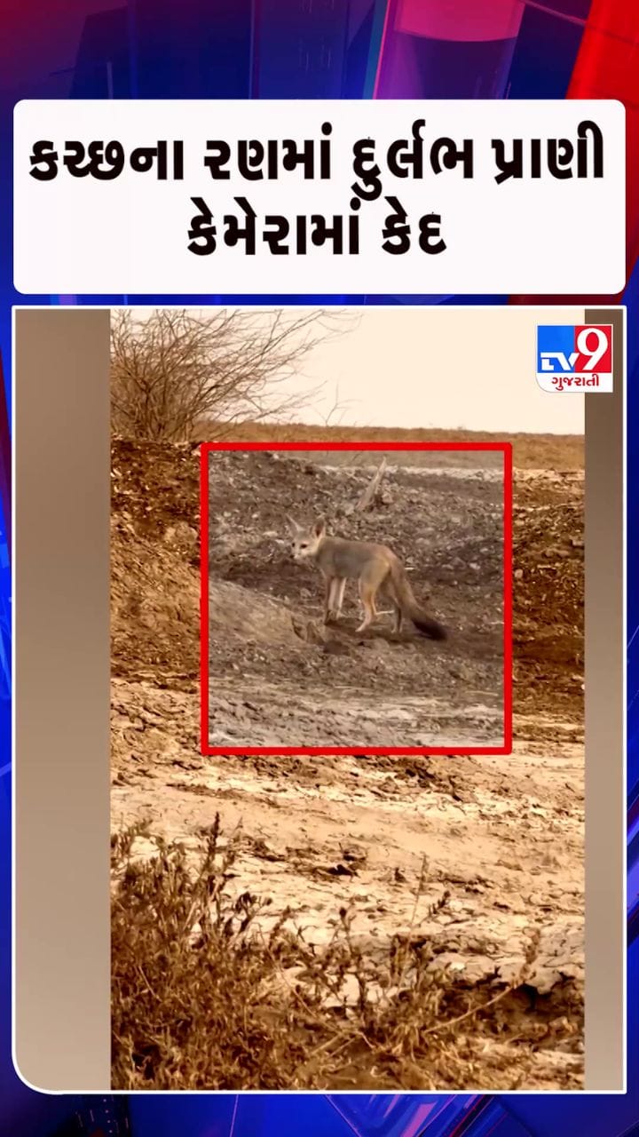 વિશ્વનું સૌથી નાની પ્રજાતિનું શિયાળ સુરેન્દ્રનગરમાં જોવા મળ્યું