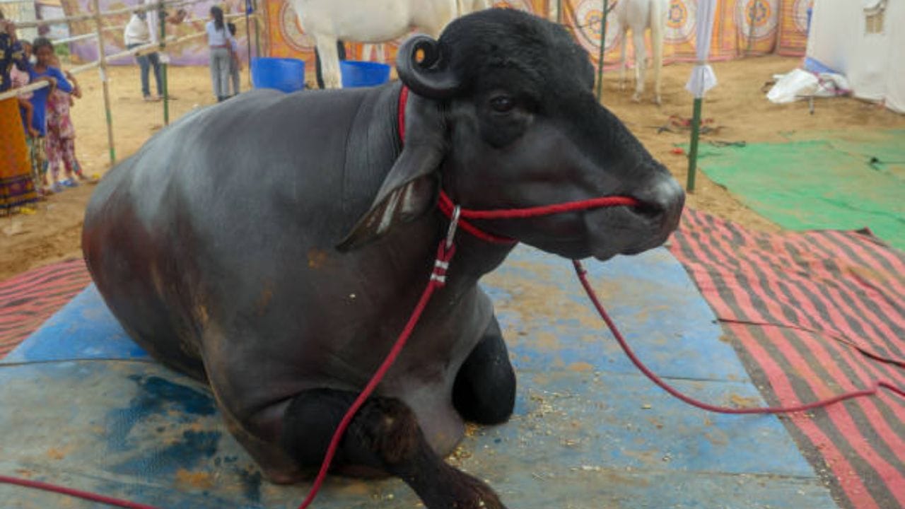 તેલ અને સૂંઠનો ઉપયોગ : 50 ગ્રામ સૂંઠને કૂટી તેમાં 100 ગ્રામ તેલ ભેળવી લો. આ મિશ્રણ પશુને સવારે અને સાંજે નળી દ્વારા પીવડાવવું. બીજા દિવસે અસર દેખાય છે.