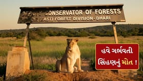 એક તરફ વાયરસનો કહેર, બીજી તરફ બેદરકારીથી ગર્ભવતી સિંહણનું મોત !