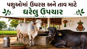 ગાય-ભેંસ સહિત નાના-મોટા પશુઓમાં ઉધરસ અને તાવ માટે અસરકારક ઘરેલુ ઉપચાર