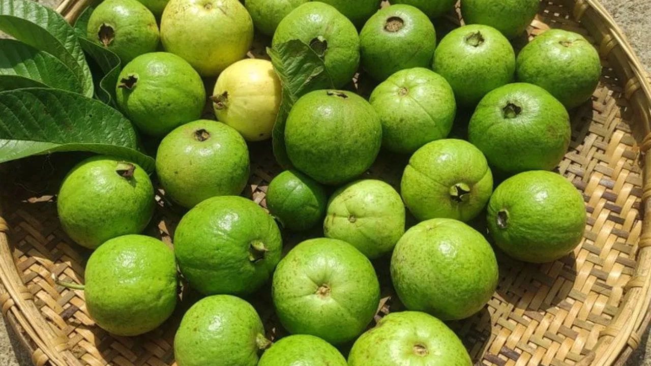 જામફળ એક એવું ફળ છે જે શિયાળા અને પાનખર બંને ઋતુમાં ઉગાડવામાં આવે છે. તે ફાઇબરનો ઉત્તમ સ્ત્રોત પણ છે, જે તેને પાચન માટે ફાયદાકારક બનાવે છે. જામફળમાં સાઇટ્રસ ફળ નારંગી કરતાં વધુ વિટામિન સી હોય છે. આ જ કારણ છે કે તે તમારી ત્વચાથી લઈને તમારી રોગપ્રતિકારક શક્તિ સુધી બધું જ સુધારવામાં મદદરૂપ થાય છે.
