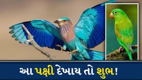વહેલી સવારે છત પર દેખાય આ પક્ષીઓ તો સમજો ભાગ્ય ચમકવાનું છે