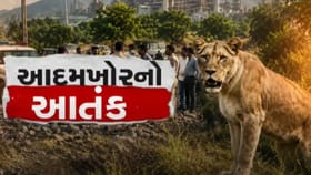 કોવાયા ગામમાં સિંહણના હુમલાની હૃદયદ્રાવક ઘટના