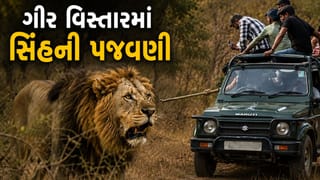Breaking News : સિંહ યુગલની પાછળ ચાલ્યો, બુમો પાડી….ગીર વિસ્તારમાં વધુ એકવાર સિંહની પજવણીનો Video વાયરલ