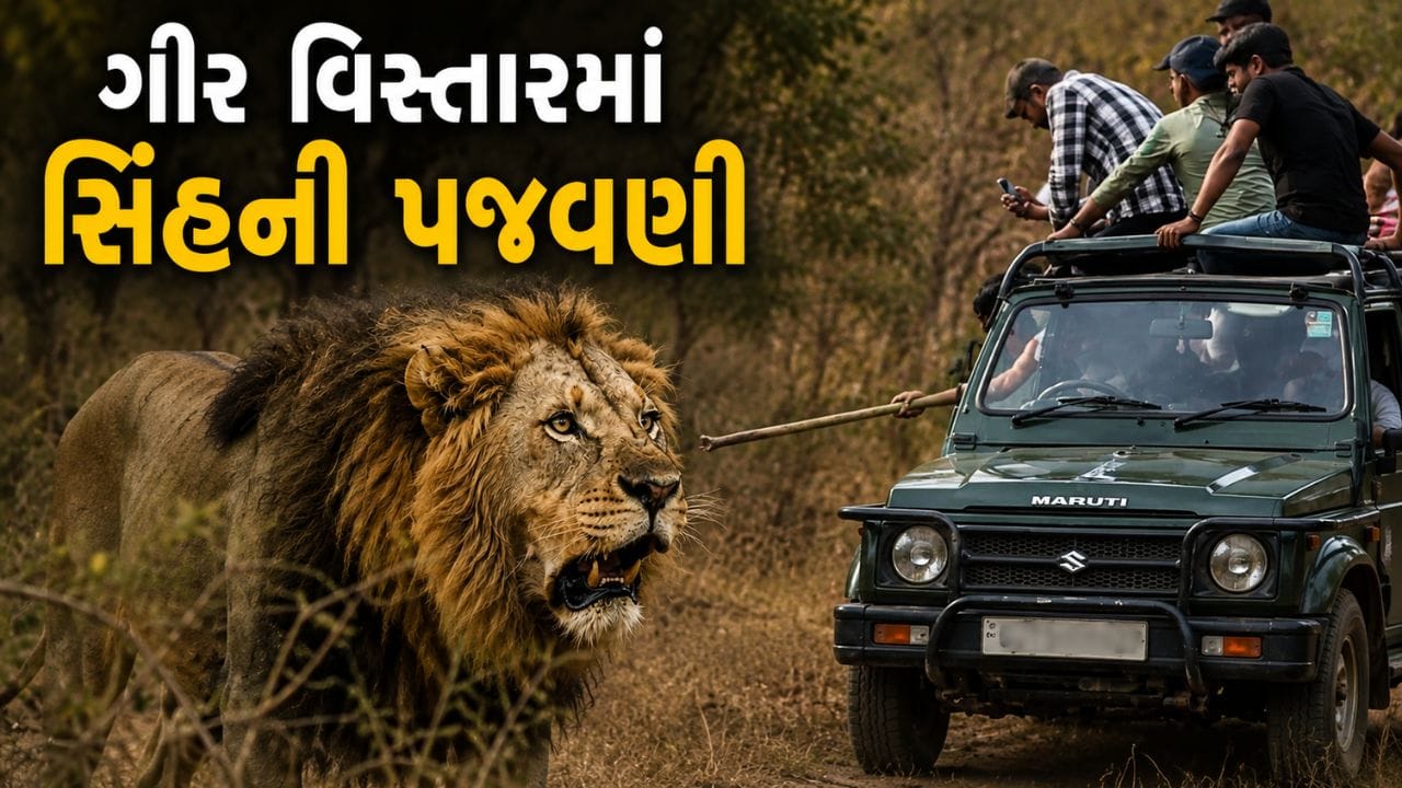 Breaking News : સિંહ યુગલની પાછળ ચાલ્યો, બુમો પાડી....ગીર વિસ્તારમાં વધુ એકવાર સિંહની પજવણીનો Video વાયરલ Breaking News : સિંહ યુગલની પાછળ ચાલ્યો, બુમો પાડી....ગીર વિસ્તારમાં વધુ એકવાર સિંહની પજવણીનો Video વાયરલ