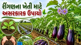 રીંગણના પાકમાં રોગ-જીવાતથી બચવવા અપનાવો આ 5 દેશી ઉપાય
