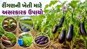 રીંગણના પાકમાં રોગ-જીવાતથી બચવવા અપનાવો આ 5 દેશી ઉપાય