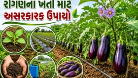 રીંગણના પાકમાં રોગ-જીવાતથી બચવવા અપનાવો આ 5 દેશી ઉપાય