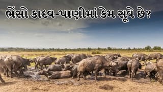 OMG ! ભેંસો કાદવ જોતાં જ કેમ સૂઈ જાય છે ? તેની પાછળની કુદરતી ટ્રિક્સ છે તે જાણો