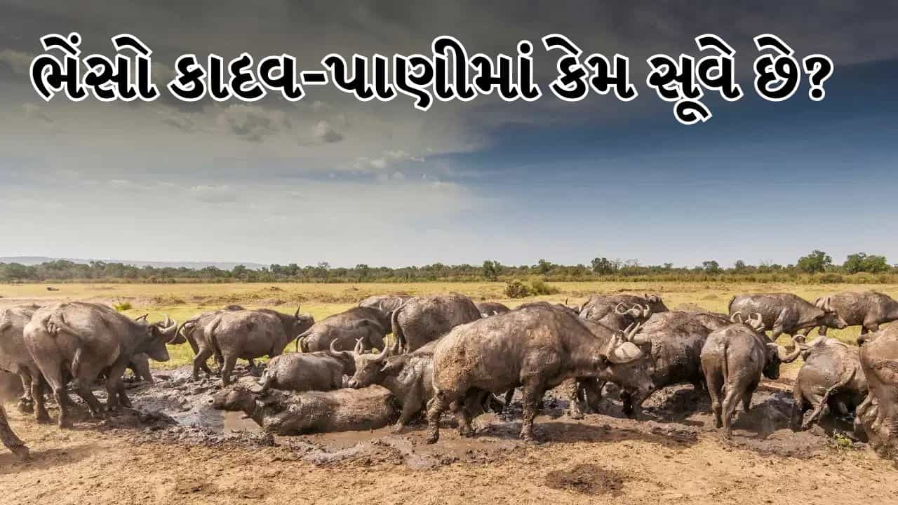 OMG ! ભેંસો કાદવ જોતાં જ કેમ સૂઈ જાય છે ? તેની પાછળની કુદરતી ટ્રિક્સ છે તે જાણો