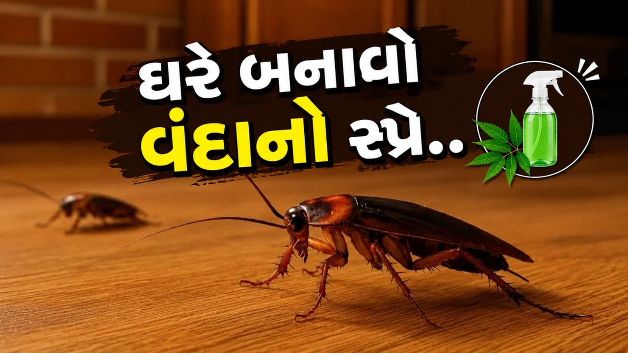 ઘણા લોકો બજારમાં મળતા વિવિધ સ્પ્રે અને દવાઓનો ઉપયોગ કરીને વંદોને દૂર કરવાનો પ્રયાસ કરે છે. છતાં ઘણી વખત આ ઉપાયો લાંબા સમય સુધી અસરકારક સાબિત થતા નથી અને થોડા દિવસોમાં ફરી વંદો જોવા મળે છે.