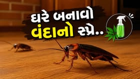 એક પણ રૂપિયો ખર્ચ કર્યા વિના ઘરમાંથી છૂમંતર થશે વંદા